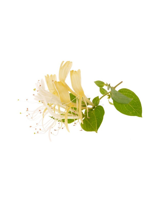Honeysuckle