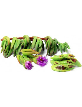 Ice Plant Algerian Variegated