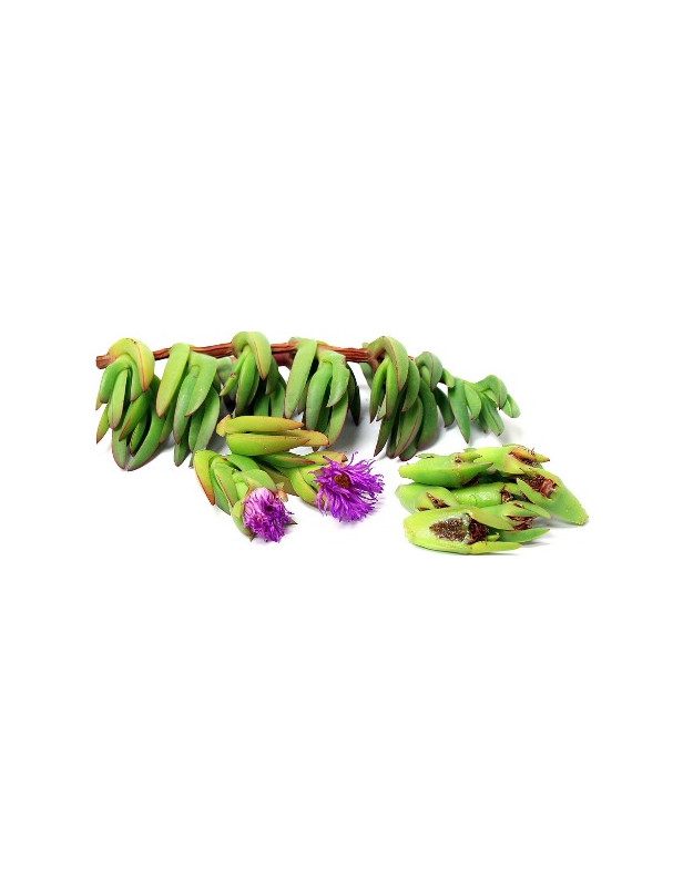 Ice Plant Algerian Variegated