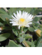Ice Plant Disneyland White