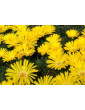 Ice Plant Freeway Yellow