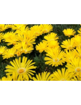 Ice Plant Freeway Yellow