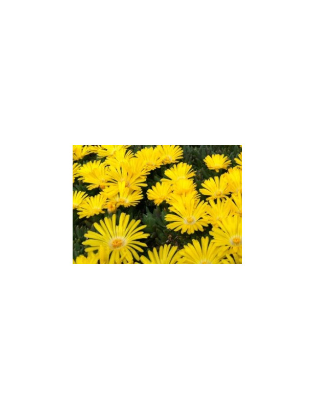 Ice Plant Freeway Yellow