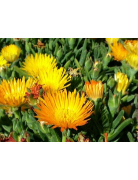 Ice Plant Gold Bush