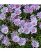 Ice Plant Lavender