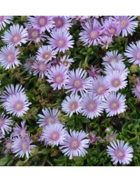 Ice Plant Lavender