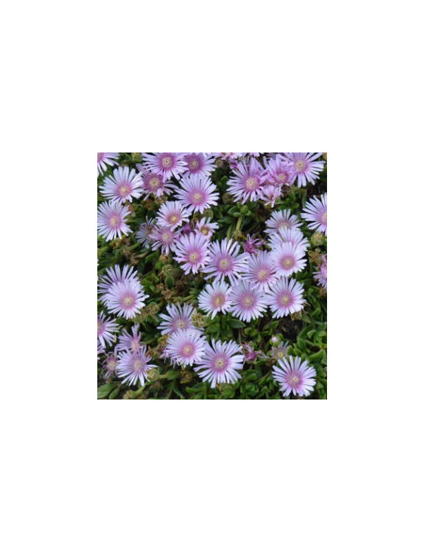Ice Plant Lavender
