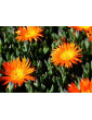 Ice Plant Orange Bush