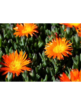 Ice Plant Orange Bush