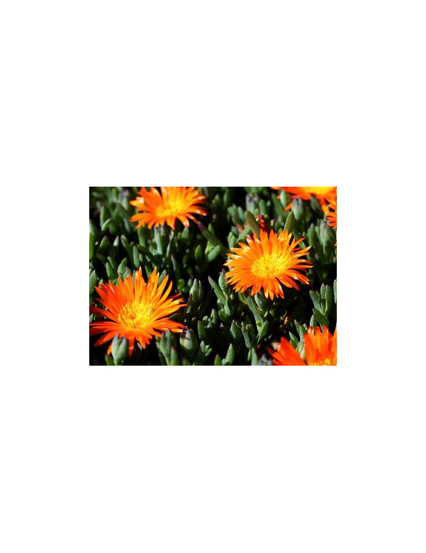 Ice Plant Orange Bush