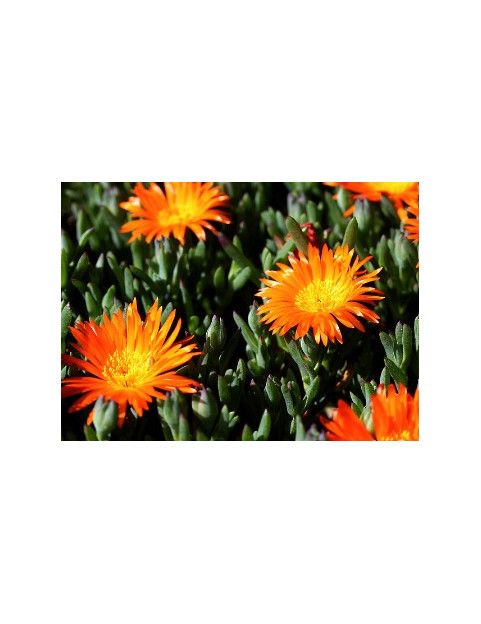 Ice Plant Orange Bush
