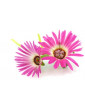 Ice Plant Pink