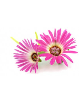 Ice Plant Pink