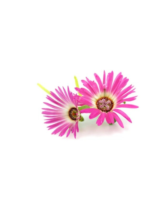 Ice Plant Pink