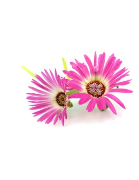 Ice Plant Pink