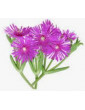 Ice Plant Purple