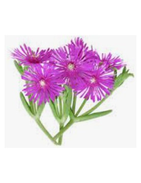 Ice Plant Purple