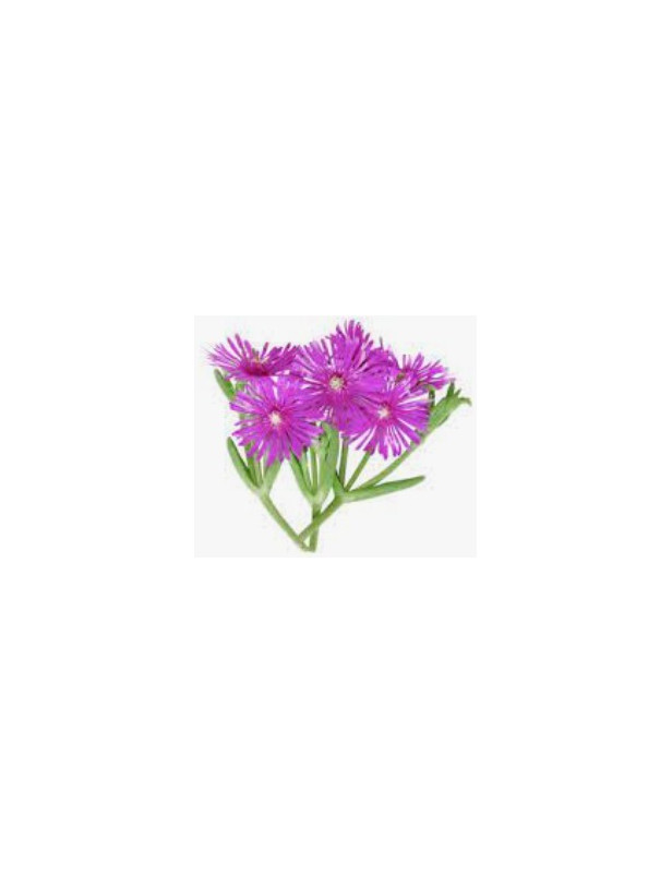 Ice Plant Purple