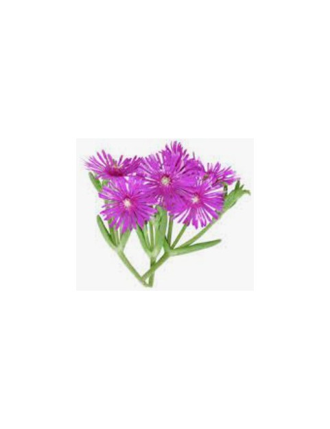 Ice Plant Purple