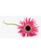 Ice Plant Red