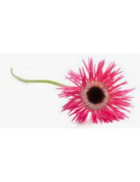 Ice Plant Red