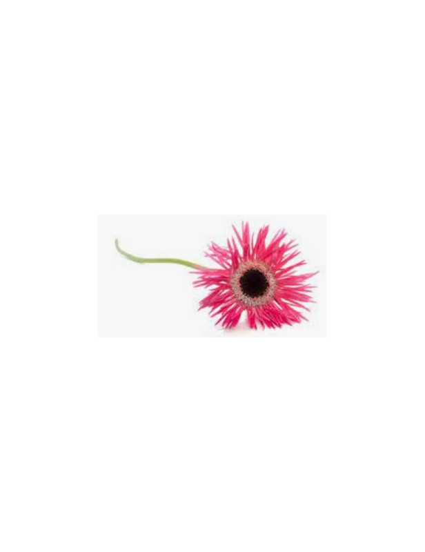 Ice Plant Red