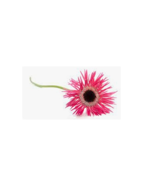 Ice Plant Red
