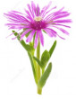 Ice Plant Rose