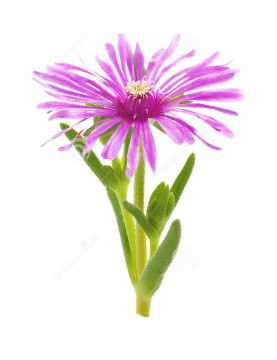 Ice Plant Rose