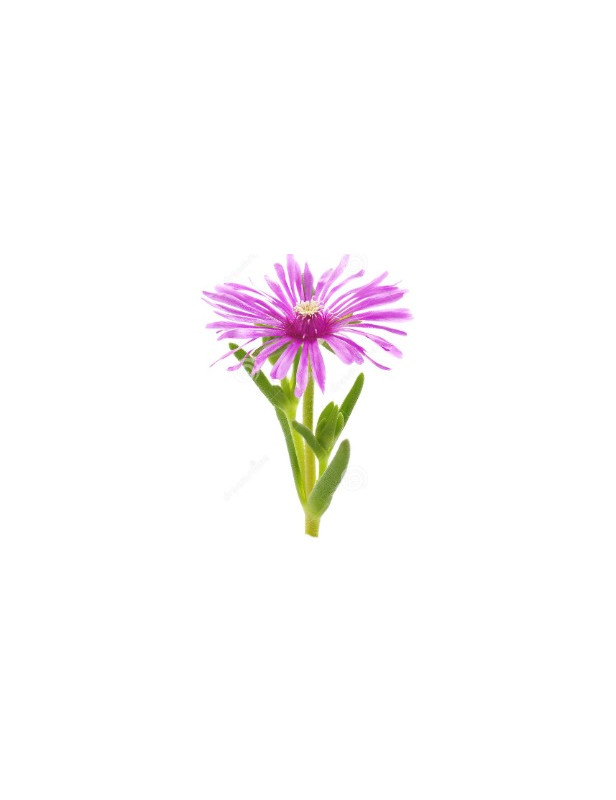 Ice Plant Rose