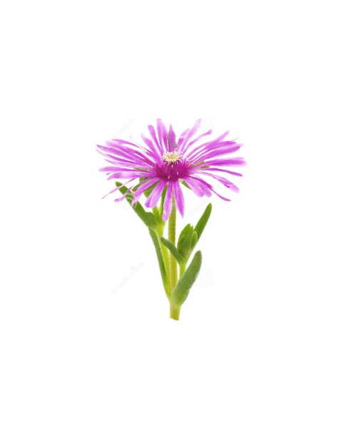 Ice Plant Rose