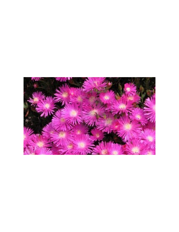 Ice Plant Rosea Pink