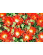 Ice Plant Red Spike Bush