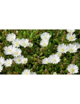 Ice Plant White