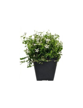 Isotoma White