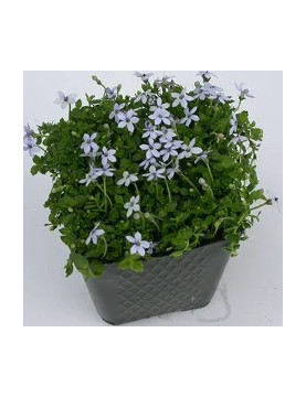 Isotoma Blue