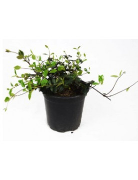 Asian Jasmine