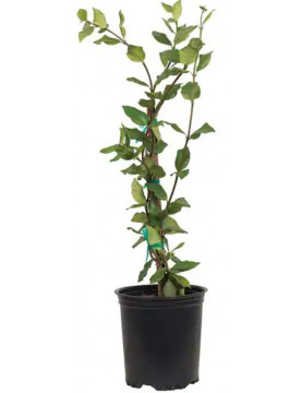 Star Jasmine