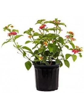 Lantana Confetti