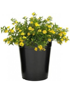 Lantana Gold
