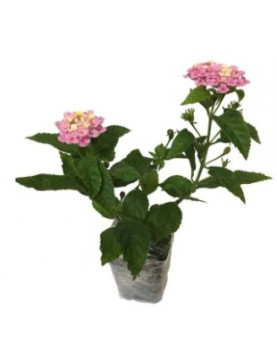 Lantana Irene