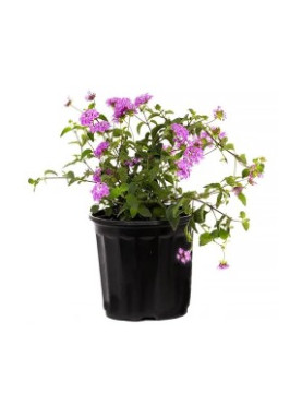 Lantana Lavender