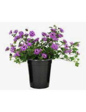 Purple Lantana 