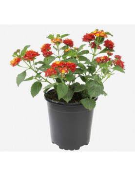 Red Lantana 