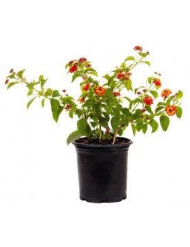 Lantana Red Dallas