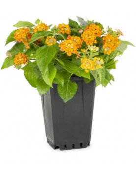 Lantana Radiation