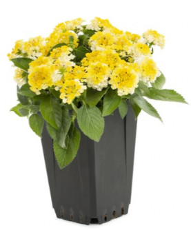 Lantana Samantha