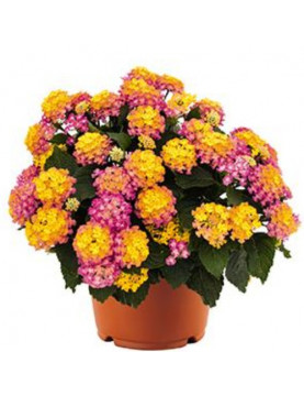 Lantana Sunset
