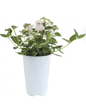 White Lantana 