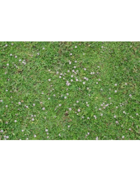 Lippia Grass